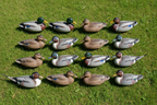 Assorted Duck Decoys