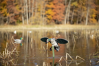 Duck Decoy Variation 3