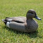 Gadwall Decoy