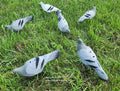 Pigeon Decoys – Set of 12