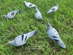 Pigeon Decoys – Set of 12
