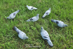 Pigeon Decoys – Set of 12