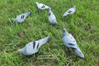 Pigeon Decoys – Set of 12