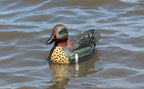 Green-Winged Teal Duck Decoys 12 Pcs