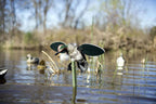 Mojo Outdoor Spinning Wing Duck Decoy – Teal Motion Decoy
