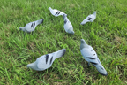 Pigeon Decoys on Grass 3