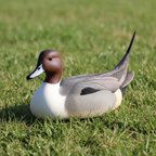 Pintail Decoy