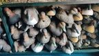 Duck Decoys - Hunting Decoys 12 pcs