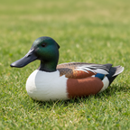 Shoveler Decoy